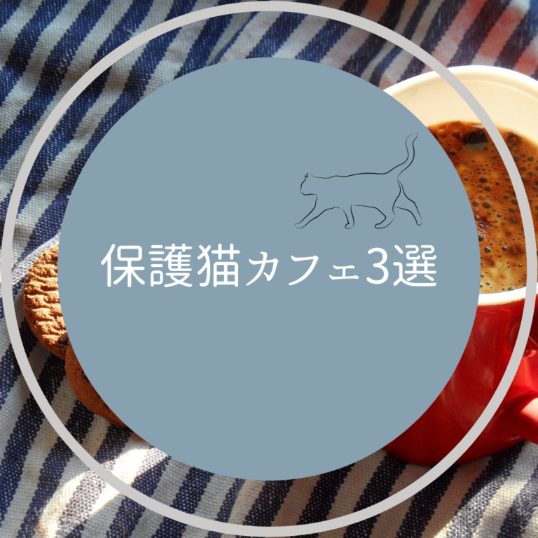 鎌倉の保護猫カフェ3選 鎌倉の猫たちの里親になりたい方必見 鎌倉な子