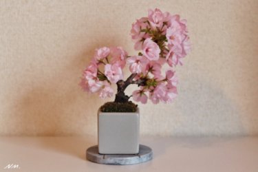 鎌倉で買った桜盆栽が開花したのでおうち花見をしたよ！