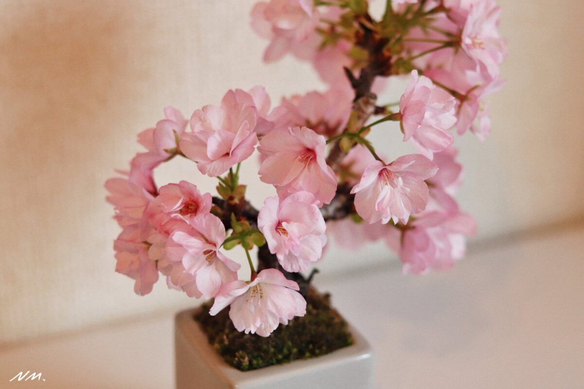 鎌倉で買った桜盆栽が開花したのでおうち花見をしたよ 鎌倉な子